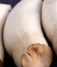 杏鲍菇250g 实拍图