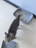 沃趣原味膨润土低尘结团小颗粒矿土吸水猫咪用品20斤 实拍图