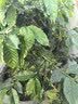 包道韭菜猪肉饺396g2包36个鲜肉饺子水饺煎饺早餐广式点心 实拍图