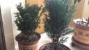 亚招 红豆杉盆景  红豆杉树苗 正宗曼地亚红豆杉带果发货 庭院/客厅摆放植物 曼地亚红豆杉30-40高 实拍图