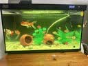 森森金麟超白玻璃鱼缸一体缸自循环客厅小型家用水族箱LE-480B 实拍图
