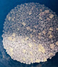 伟嘉幼猫猫粮夹心粮 全价粮1.2kg海洋鱼味 布偶蓝猫橘猫英短猫咪 实拍图