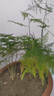 文竹盆栽绿植花卉盆景植物室内客厅水培文松云竹文竹大苗四季常青 小文竹【3棵性价比高】原土球发货 高度15-25cm 实拍图