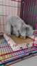 贵为（GiGwi）狗玩具磨牙棒狗狗磨牙玩具幼犬小型犬木塑鹿角小号宠物用品玩具 实拍图