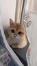喔喔（WOWO）全价猫粮 经典大蓝包冻干三鲜 成猫通用猫干粮囤货装 混合口味6kg 实拍图