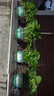 京东绿植绿萝盆栽除甲醛花卉绿植办公室新房净化空气180加仑4盆装源头直发 实拍图