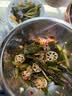鲜窝窝 海白菜500g 新鲜裙带菜火锅食材 海带梗段凉拌菜海产干货 实拍图