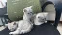 ringpu瑞普生物 瑞喵舒猫咪猫三联疫苗3针+进口狂犬锐必威1针免疫套餐狂 实拍图