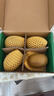 佳沛（zespri）新西兰阳光金果4粒装单果约103-114g 猕猴桃新鲜水果源头直发 实拍图