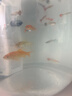 森森 小鲤鱼缸过滤器净水循环三合一内置水族箱过滤系统XQP-500F 6W 实拍图