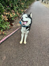 心粮狗粮中大型成犬粮15kg金毛柴犬边牧拉布拉多通用 牛肉味15kg【增肌壮骨】 实拍图