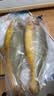 三都港 冷冻黄花鱼700g/2条装 宁德大黄鱼 深海鱼 生鲜 鱼类 海鲜水产 实拍图