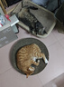 皇家猫粮 成猫猫粮 营养均衡 F32 通用粮 1-7岁 2KG 实拍图