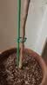 芷郁植物支撑杆花架防倒伏支架园艺吊兰月季架子绿植爬藤架 60cm5支 实拍图