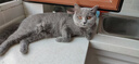 皇家猫粮 英短成猫粮 BS34 通用粮 12月以上 2KG 实拍图