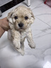 疯狂小狗 狗粮鸡肉蓝莓味10kg 金毛泰迪中大小型犬幼犬成犬通用粮 20斤 实拍图