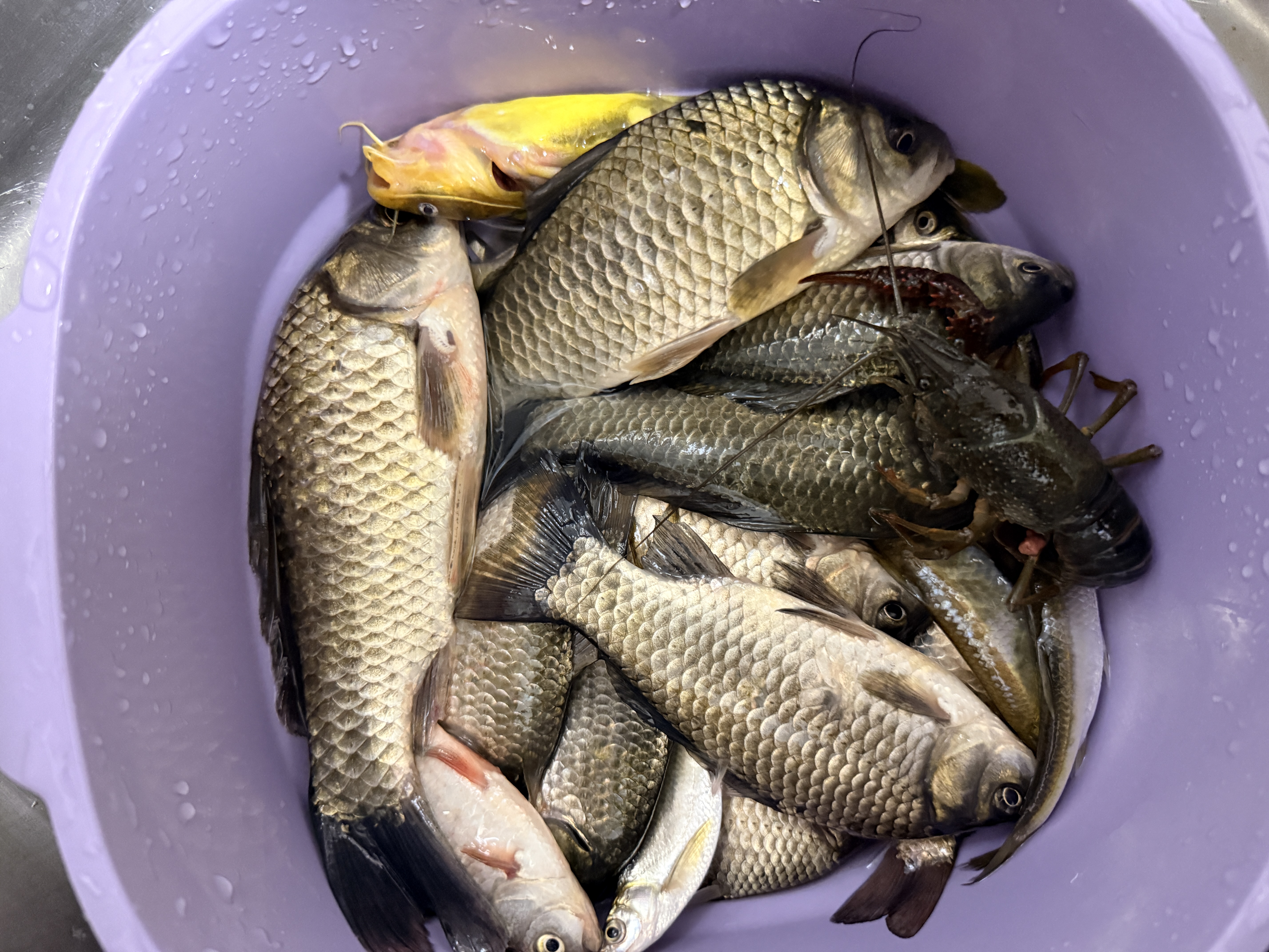 钓鱼王地狱猫昆虫蛋白鱼饵浓腥香黑水虻幼虫浓腥饵料打窝颗粒套餐 实拍图