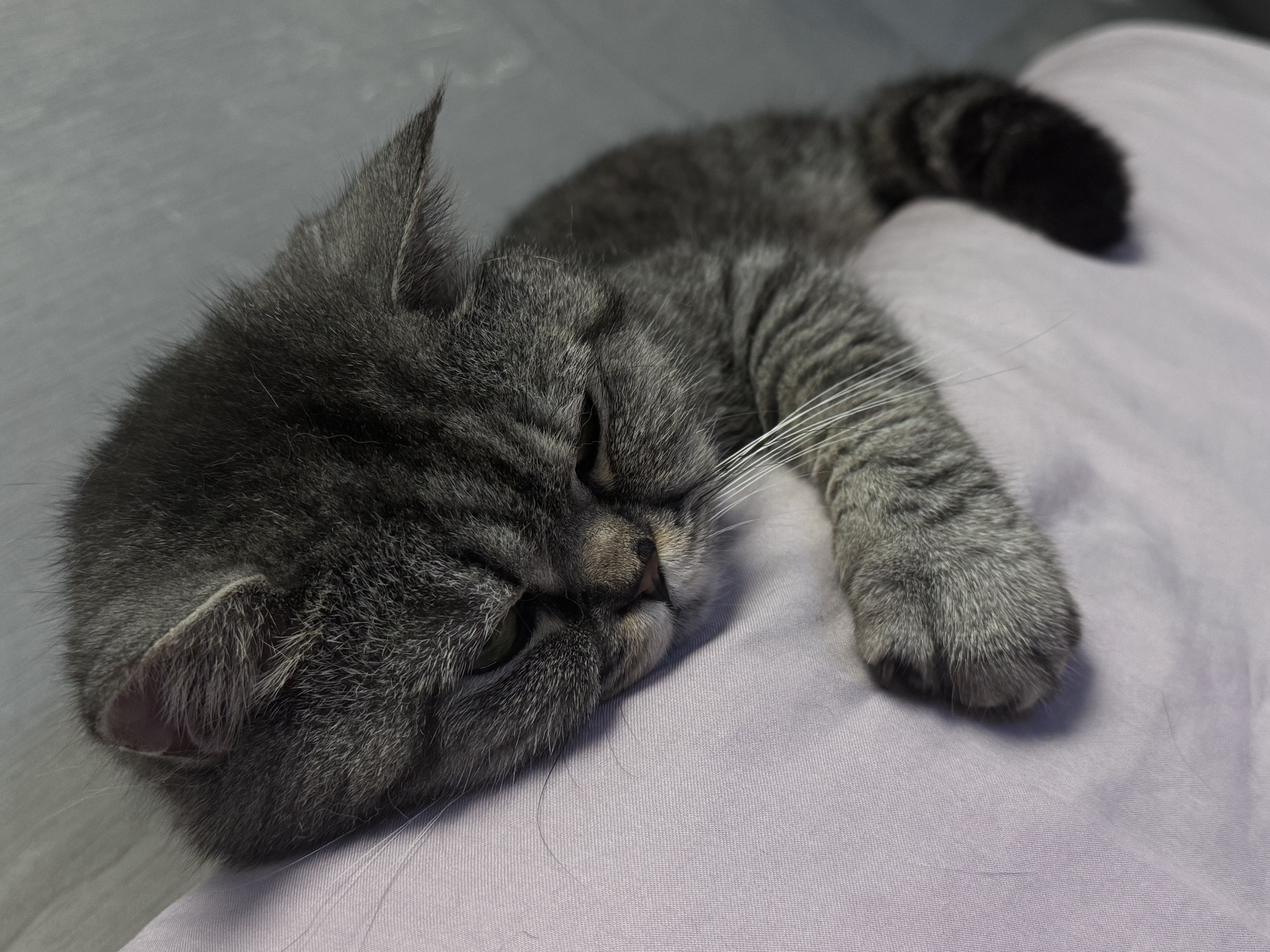 狼孩儿幼猫成猫猫粮深海鱼三文鱼全猫期布偶蓝猫英短猫咪全价粮 海洋鱼猫粮10kg(20斤) 实拍图