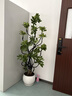 叹为观止大型植物发财树各种大颗盆栽开业乔迁客厅办公室内好养大型花卉 造型鸭脚木【1.5-1.7米】 含盆 实拍图