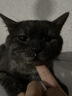 领先成猫尝鲜礼包主食级烘焙猫粮猫条餐盒汤包（新老款随机发货） 实拍图
