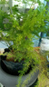 文竹盆栽绿植花卉盆景植物室内客厅水培文松云竹文竹大苗四季常青 文竹+舍得陶瓷盆+塑料圆底托 高度15-25cm 实拍图