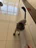 HELLOJOY宠物猫咪狗狗排梳猫梳子宠物去浮毛开结钢梳布偶长毛猫专用猫毛梳 实拍图