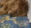 纽顿美国进口 S6均衡低敏鸡肉配方中大型犬成犬全价狗粮10kg 效期27/4 实拍图