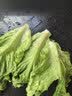 【烧烤季】钟灵山罗马生菜400g 实拍图