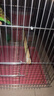 獒少保鸟笼鹦鹉专用鸟笼大号家用八哥鹦鹉笼子金属电镀加粗豪华鸟别墅 电镀银豪华套餐 大号56*32*31cm 实拍图