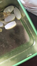 TIMELESS原装进口胶原蛋白肽水光片抗紧致衰老皮肤小分子肽水嫩光泽 一盒装【体验装，建议周期调理】 60片*1盒 实拍图