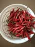 京鲜生 云南小米辣 净重500g 新鲜辣椒 新鲜蔬菜 源头直发包邮 实拍图
