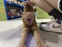 弗列加特98%高含肉量 FPMR生骨肉猫主食罐 成猫湿粮猫罐头 火鸡味45g 实拍图