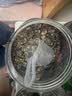 西麦5黑谷物燕麦片880g桶装 谷物代餐即食营养早餐无添加蔗糖 实拍图