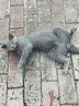 申亚威能（SHENYA）宠物复合维生素b片防掉毛护肤美毛猫多维皮肤病改善泪痕 20片/袋 实拍图