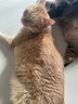 伟嘉猫粮成猫夹心粮 全价粮吞拿鱼1.3kg布偶蓝猫橘猫加菲英短猫咪 实拍图