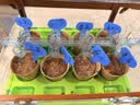 尔苗儿童种植阳光房玩具女孩6-10岁科学实验套装男孩儿童7-13生日礼物 单层阳光房-6包种子+工具包 实拍图