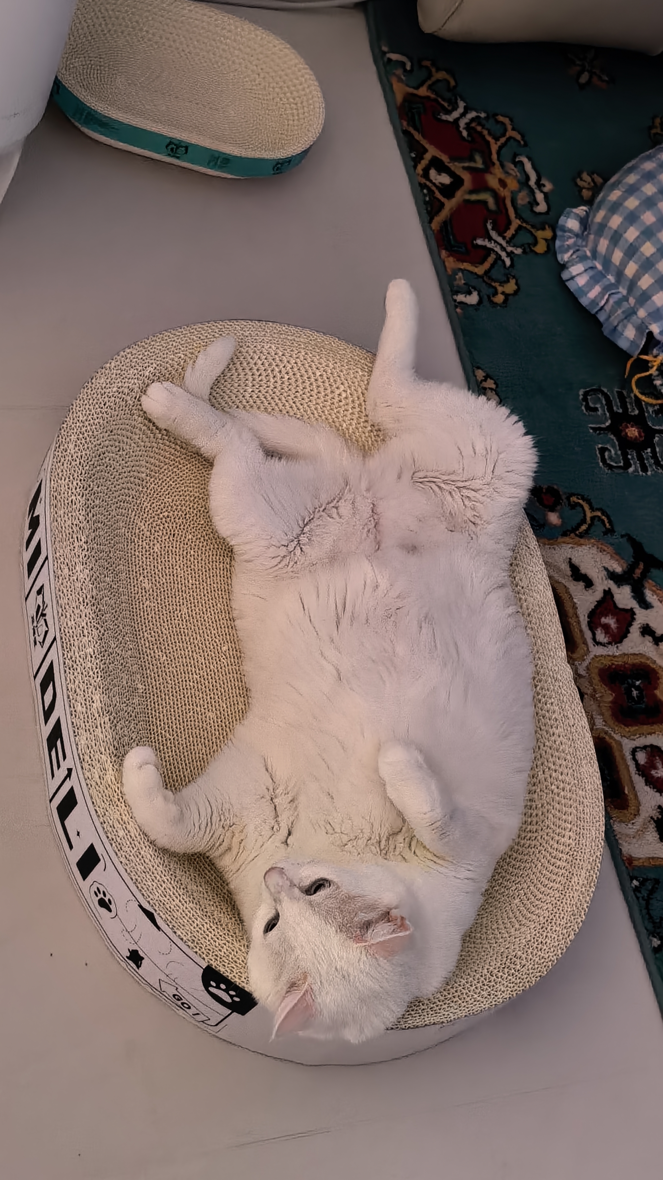 生生不息冻干小鸡脖宠物磨牙棒猫狗洁齿零食2.0升级版 100g 实拍图