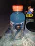 百事可乐佳得乐 GATORADE 补充电解质 运动饮料蓝莓味400ml*6瓶 整箱装 实拍图