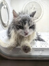 城市理享云朵轻轻无香低敏纯木薯猫砂2.5kg*4 强除臭0香精0甲醛瞬间结团 实拍图