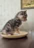 凯锐思猫粮鲜肉幼猫猫粮1-12月奶糕助力免疫鲜肉冻干双拼幼猫粮 【1-4月母乳营养】离乳奶糕粮6斤 实拍图
