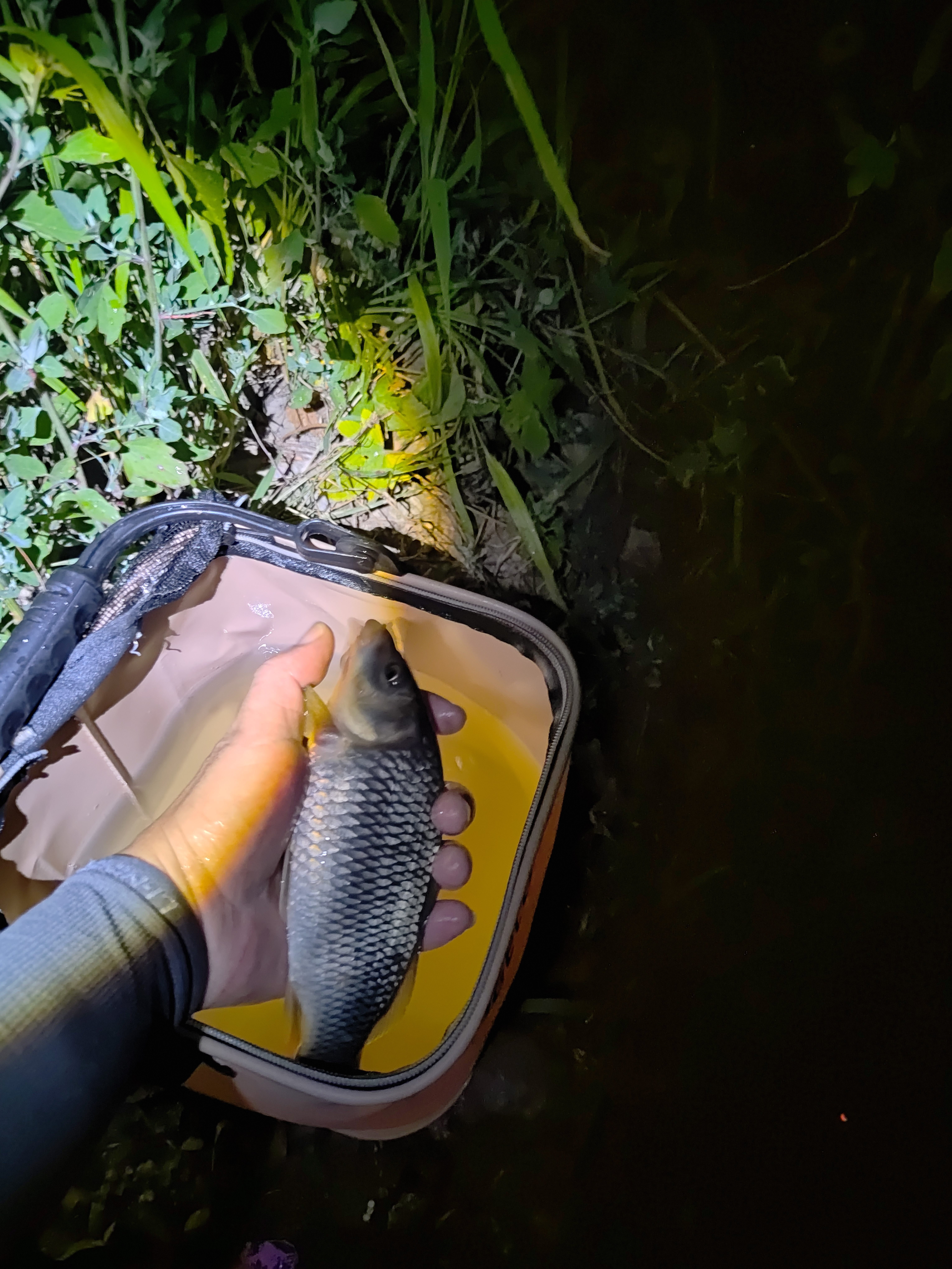 西部风老坛甜薯玉米窝料野钓鲫鲤草青鱼打窝钓鱼饵料发酵底窝料 老坛甜薯玉米800g 实拍图