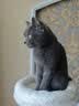 珑小宠猫爬架猫窝加粗大型猫树一体太空舱猫架子小户型不占地麻绳猫玩具 127cm 4层 【太空舱木屋款】 实拍图