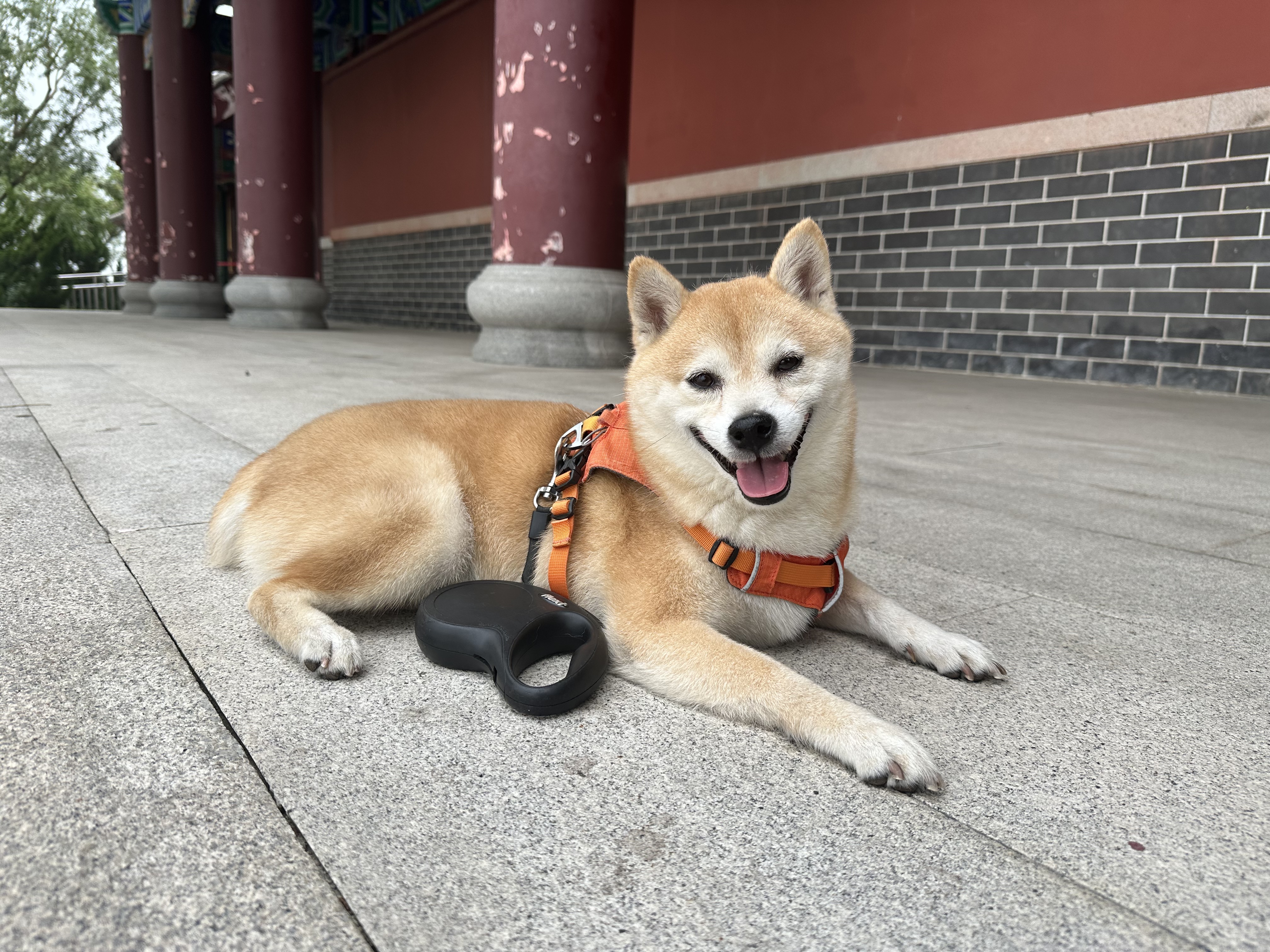 皇家低敏处方狗粮DR21呵护皮肤健康皇家成犬全价处方狗粮配方粮2KG 实拍图