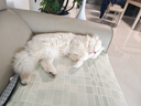 维克（Virbac）牙刷犬猫专用宠物牙膏牙刷幼猫狗狗犬猫专用口腔清洁护理（单支） 实拍图