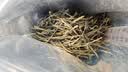 蓝焙2026年新茶绿茶恩施玉露蒸青工艺 滋味鲜爽甘醇冷泡 50g袋装自饮 实拍图