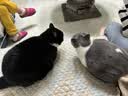 多特思猫零食主食猫条全家桶100支整箱12口味成幼猫0添加0诱食剂防掉毛 实拍图