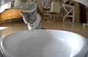 米家宠物喂食器2可视版小米自动猫咪狗定量定时喂食器猫咪自动投食机 实拍图