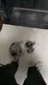 犬瘟检测试纸狗狗犬瘟热细小犬冠状病毒检测纸猫狗狂犬病毒检测卡 犬瘟+细小+冠状组合 1条*3盒 实拍图