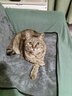 疯狂的主人猫抓板窝碗形超大号猫抓盆不掉屑猫窝宠物猫玩具瓦楞纸猫爪板 实拍图