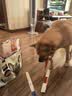 麦富迪狗狗零食 奢华营养鸭肉干400g成幼犬磨牙训练奖励解馋宠物零食 实拍图